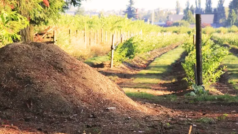 A large pile of compost in a field with rows of young trees in the background.