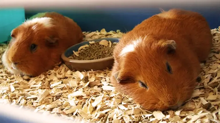 Two guinea pigs with food bowl in a clean, bedded cage.