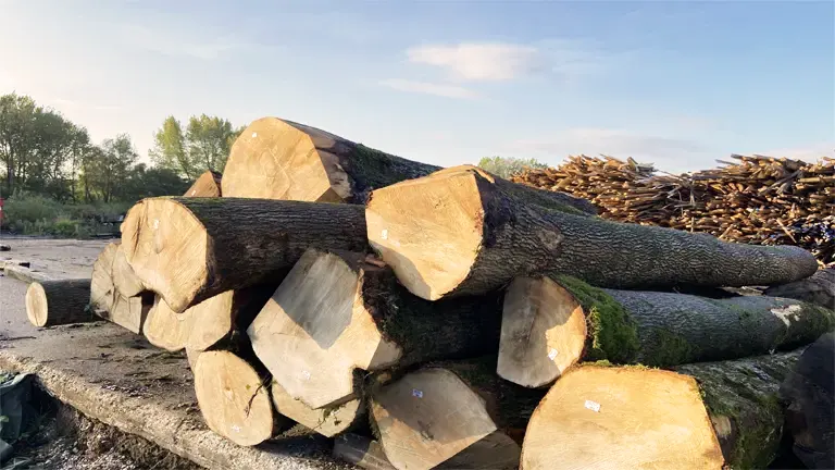 Ash Lumber