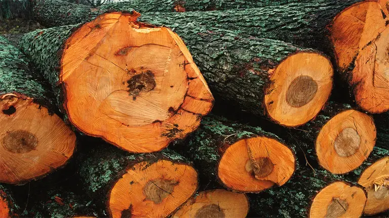 European Alder Lumber