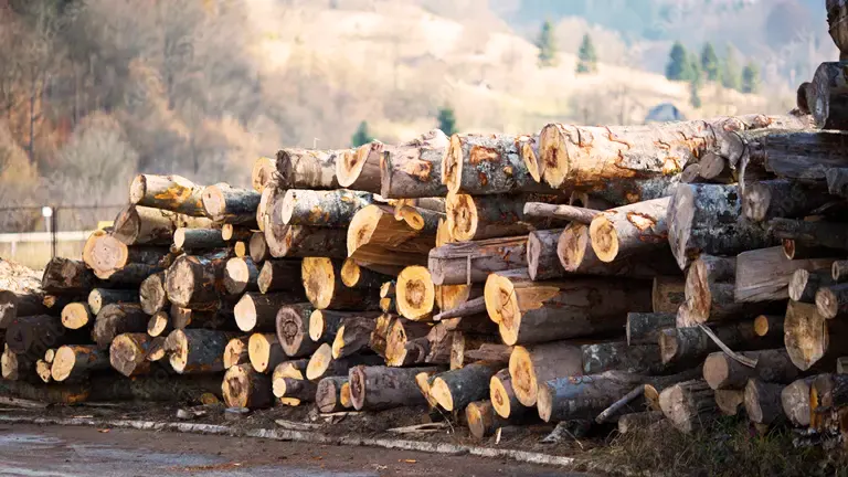 Mountain Alder Lumber