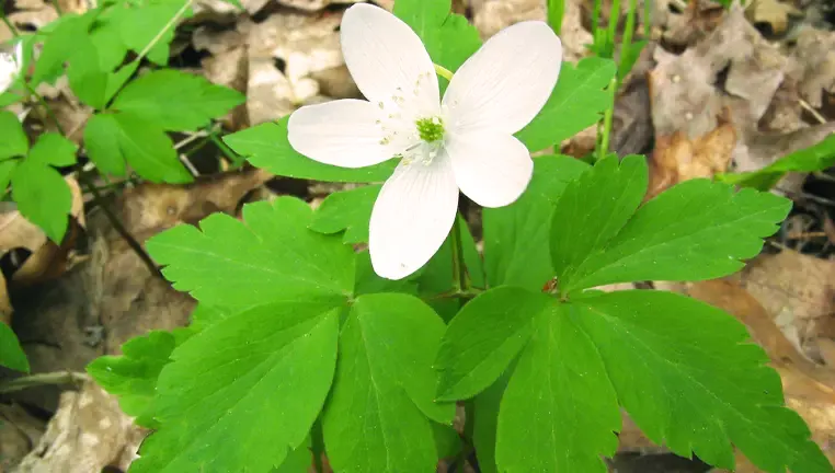 Wood Anemone