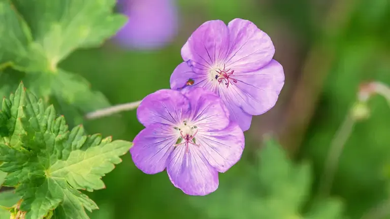 Wild Geranimum