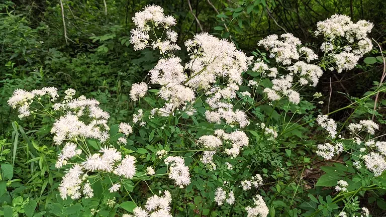 Tall Meadow Rue