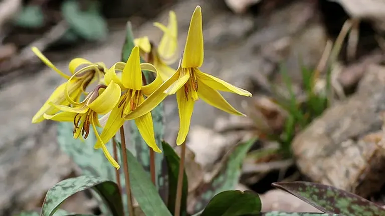 Trout Lily