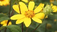 Hairy Sunflower