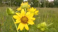 Giant Sunflower