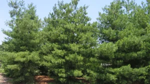 Eastern White Pine Tree