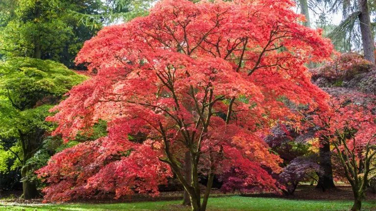 Japanese Maple Tree