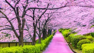 Japanese Cherry Tree