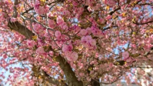 Sweet Cherry Tree