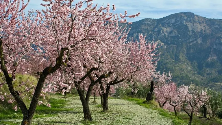 Marcona Almond Tree