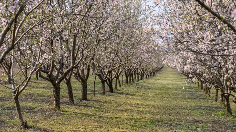 Carmel Almond Tree