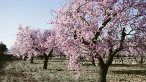 Nonpareil Almond Tree