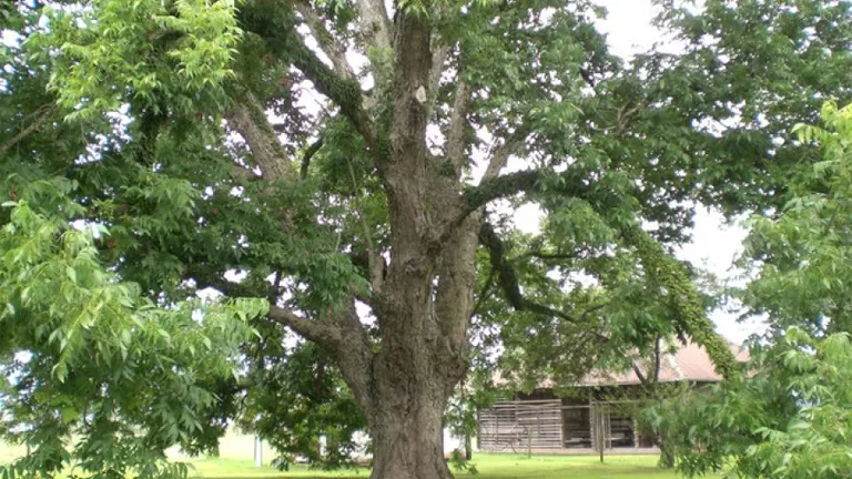 Sioux Pecan Tree