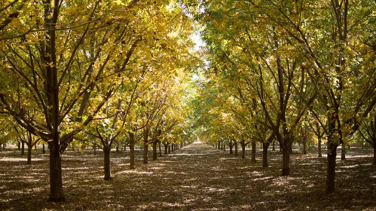 Stuart Pecan Tree