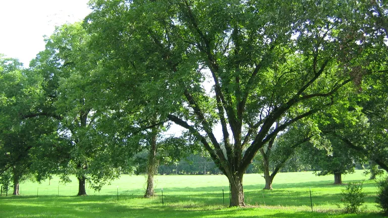 Desirable Pecan Tree