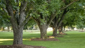 Pawnee Pecan Tree