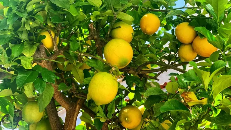 Ponderosa Lemon Tree