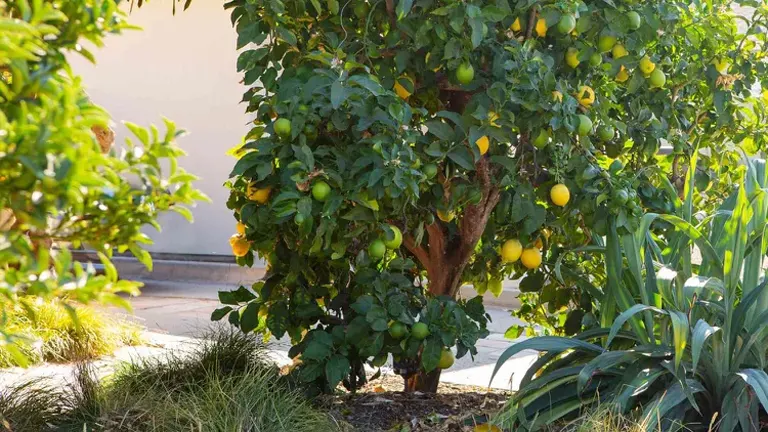 Meyer Lemon Tree