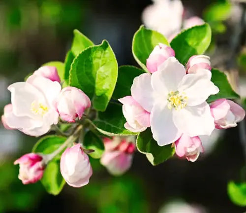 Apple Tree