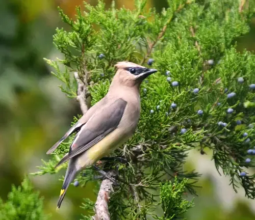 Cedar Tree