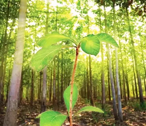 Teak Wood