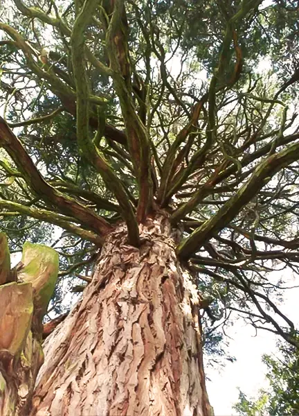 Incense Cedar Wood