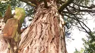 Incense Cedar Wood