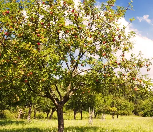 Apple Tree