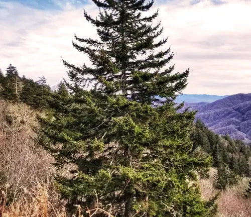 Spruce Tree