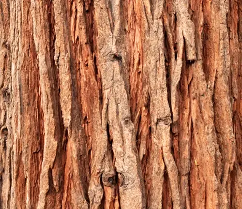 Incense Cedar Wood