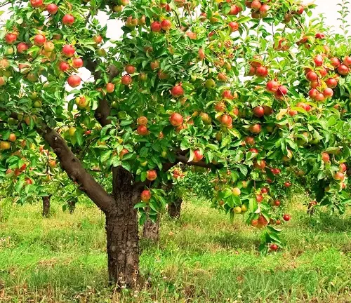 Apple Tree