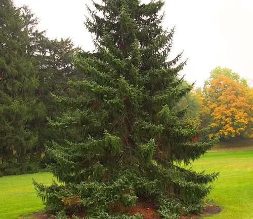 Spruce Tree