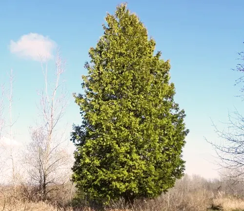 Cedar Tree