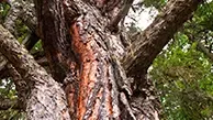 Knotty Pine Wood
