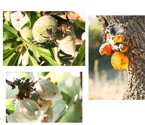 Nonpareil Almond Tree