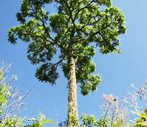 Cedar Tree