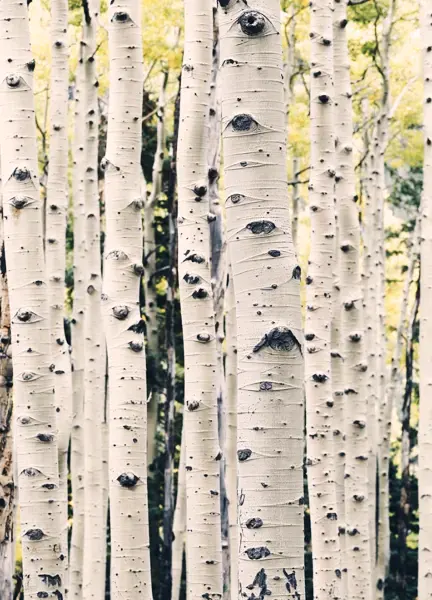 Birch Wood, Overview, Types & Uses - Video & Lesson Transcript
