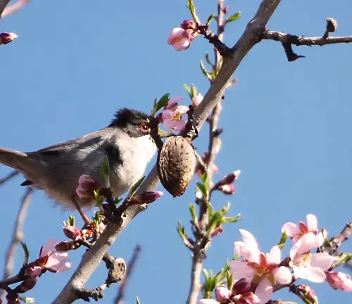 Nonpareil Almond Tree