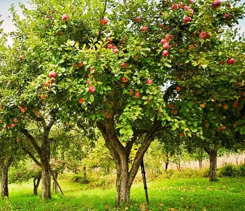 Apple Tree