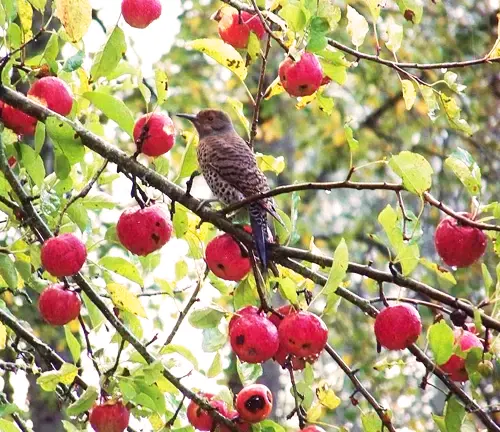 Apple Tree