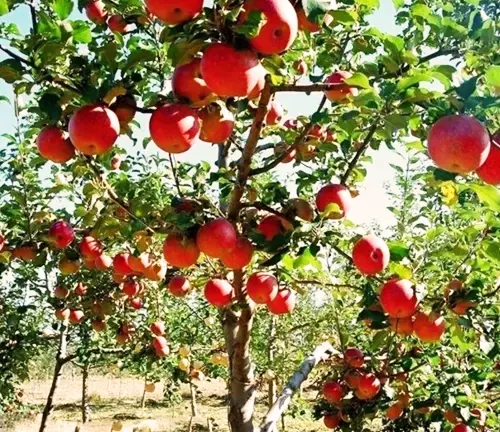 Apple Tree