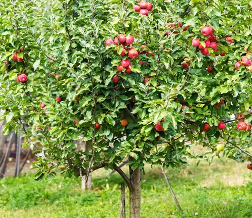 Apple Tree