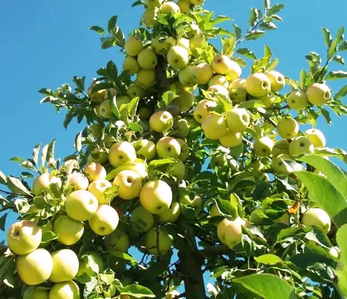 Apple Tree