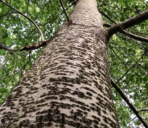 Poplar Cant Lumber