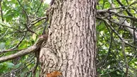 Swamp White Oak Wood