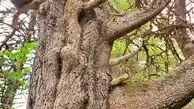 Lodgepole Pine Wood