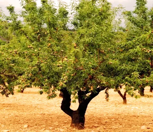 Marcona Almond Tree