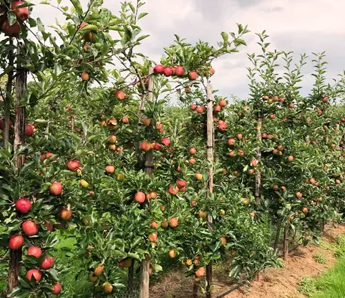 Apple Tree